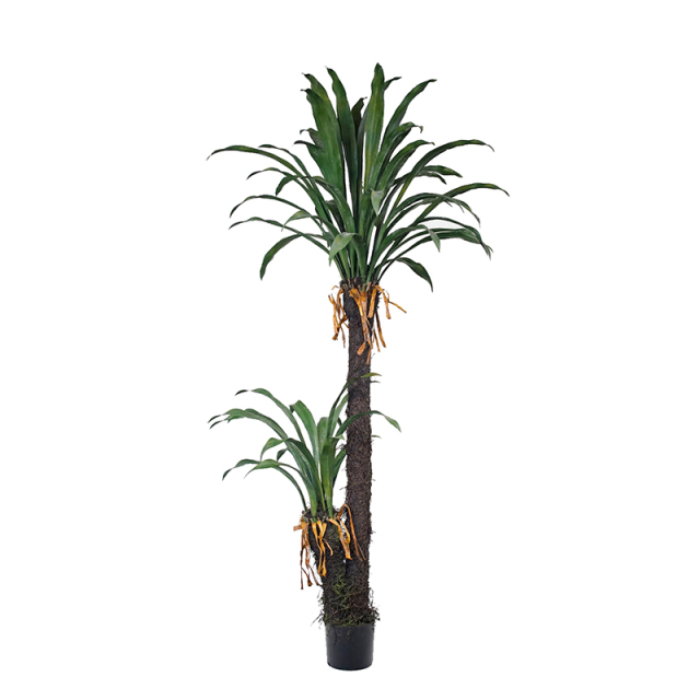 2 Branches Large Yucca Trees,2 Branches Large Yucca Trees