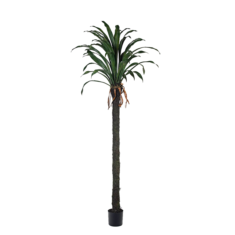 Large Yucca Trees,Large Yucca Trees