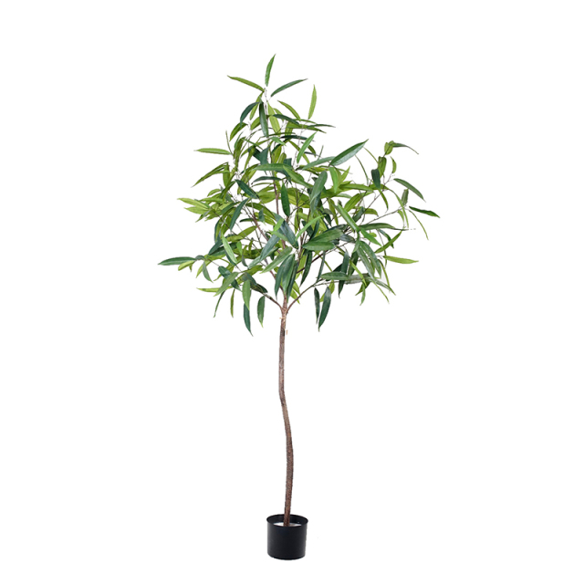 Fat Ficus Albi Trees,Fat Ficus Albi Trees