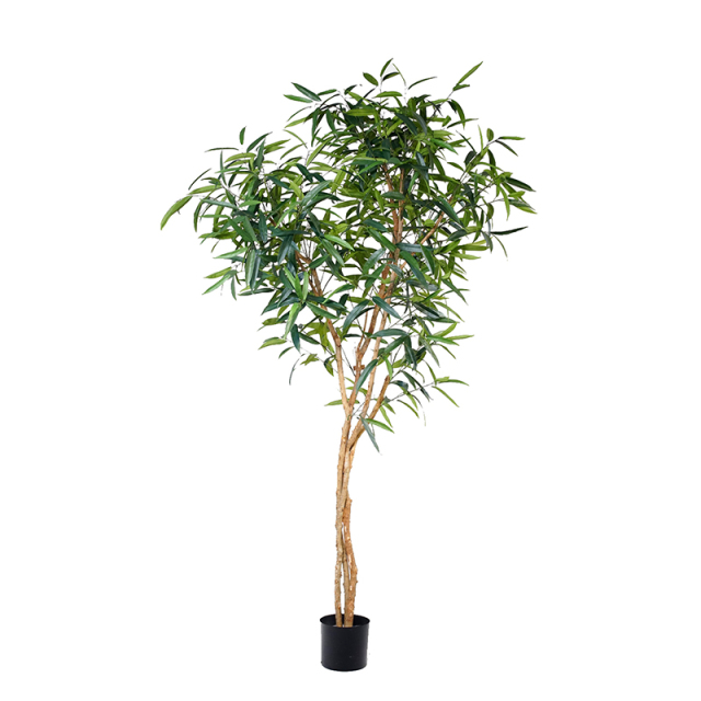 Fat Ficus Albi Trees (Natural Trunks),Fat Ficus Albi Trees (Natural Trunks)