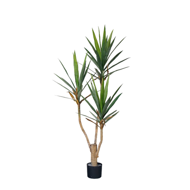 Yucca Trees,Yucca Trees