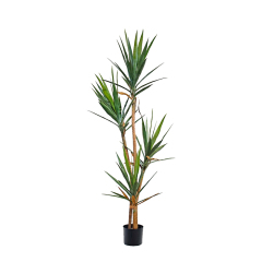 Yucca Trees,Yucca Trees