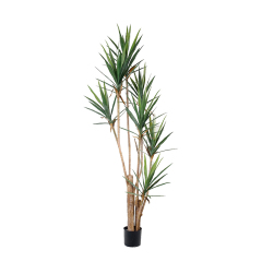 Yucca Trees,Yucca Trees