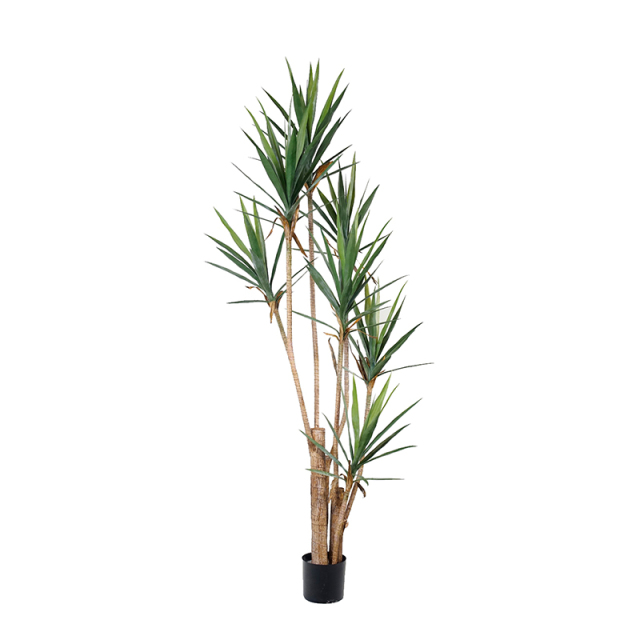 Yucca Trees,Yucca Trees