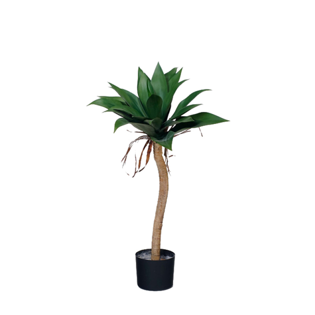 Agave Plants,Agave Plants