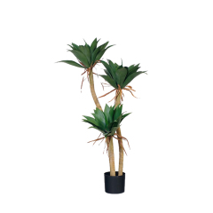 Agave Plants,Agave Plants