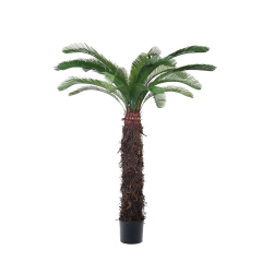 Cycas Trees,Cycas Trees