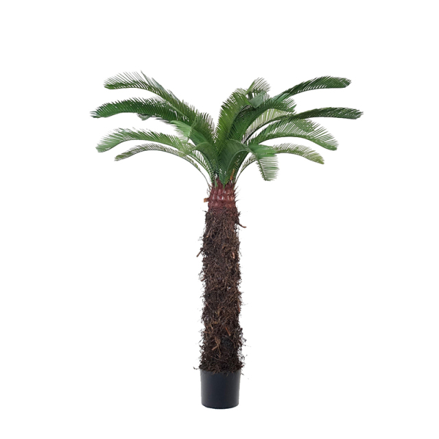 Cycas Trees,Cycas Trees