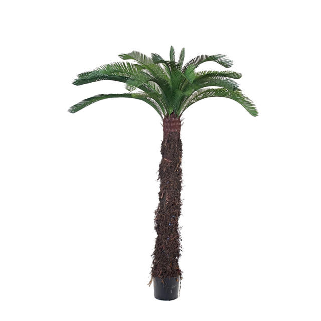Cycas Trees,Cycas Trees