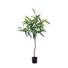 Fat Ficus Albi Trees,Fat Ficus Albi Trees