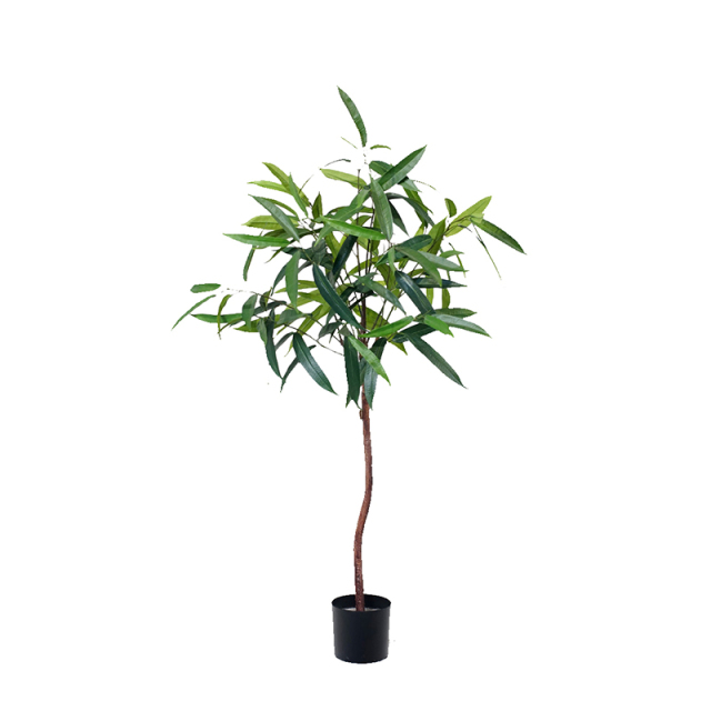 Fat Ficus Albi Trees,Fat Ficus Albi Trees