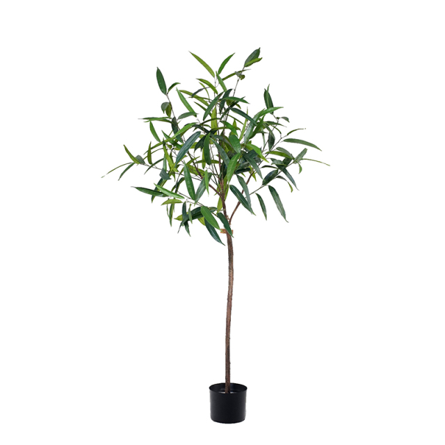 Fat Ficus Albi Trees,Fat Ficus Albi Trees