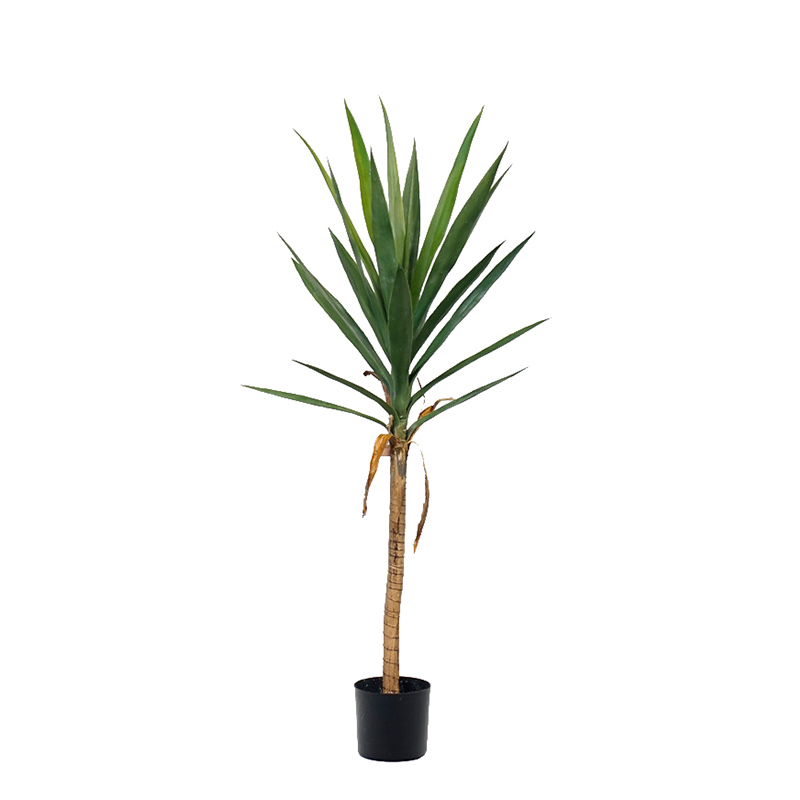 Yucca Trees,Yucca Trees