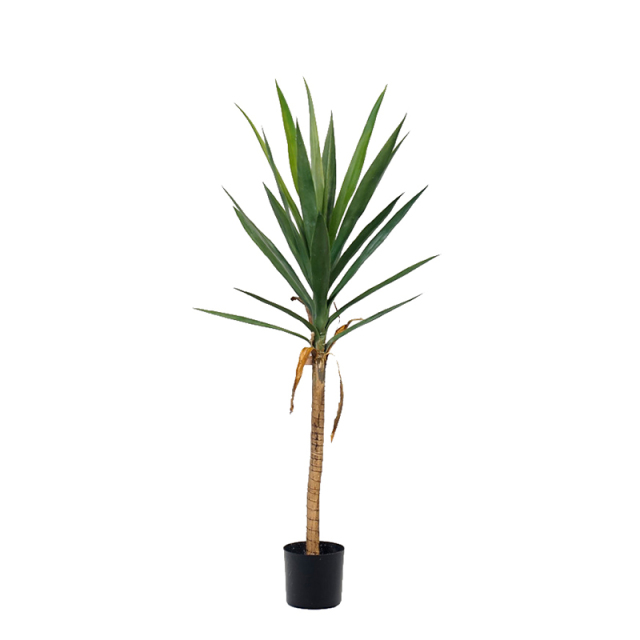 Yucca Trees,Yucca Trees