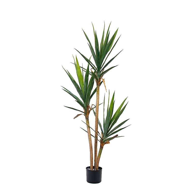 Yucca Trees,Yucca Trees