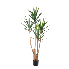 Yucca Trees,Yucca Trees