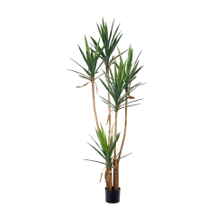 Yucca Trees,Yucca Trees