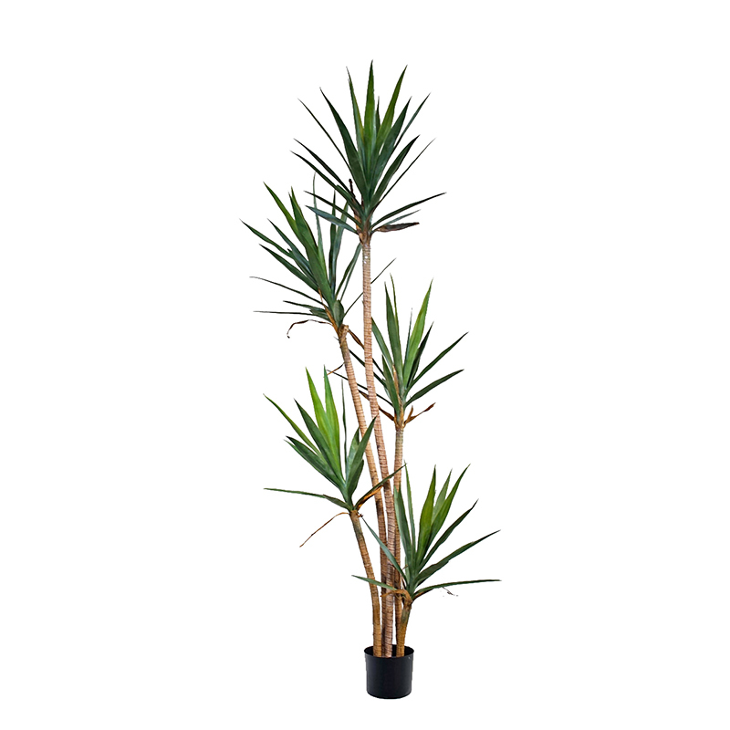 Yucca Trees,Yucca Trees