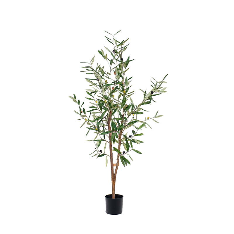 Olive Trees (Natural Trunks),Olive Trees (Natural Trunks)