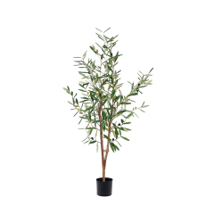 Olive Trees (Natural Trunks),Olive Trees (Natural Trunks)