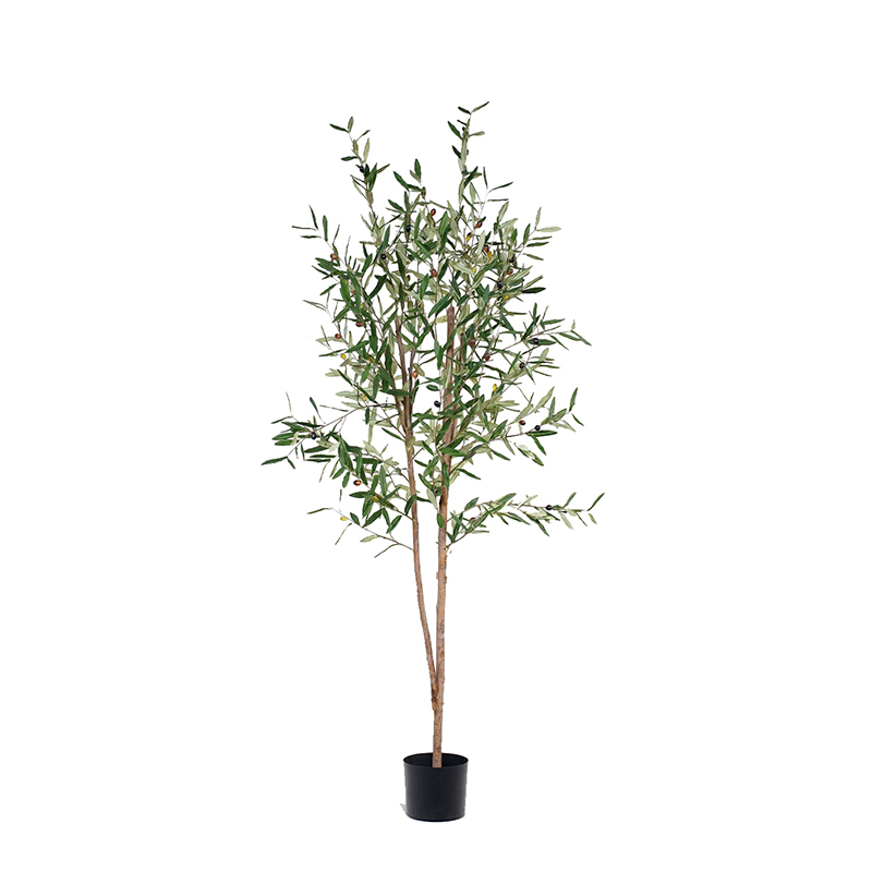Olive Trees (Natural Trunks),Olive Trees (Natural Trunks)