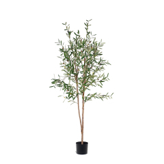 Olive Trees (Natural Trunks),Olive Trees (Natural Trunks)