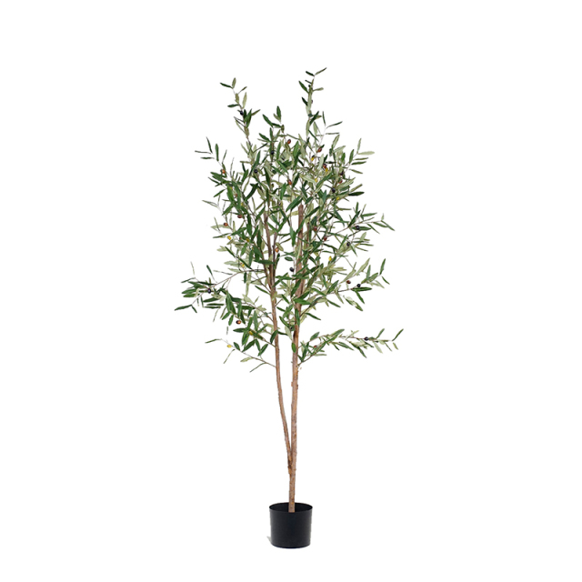 Olive Trees (Natural Trunks),Olive Trees (Natural Trunks)