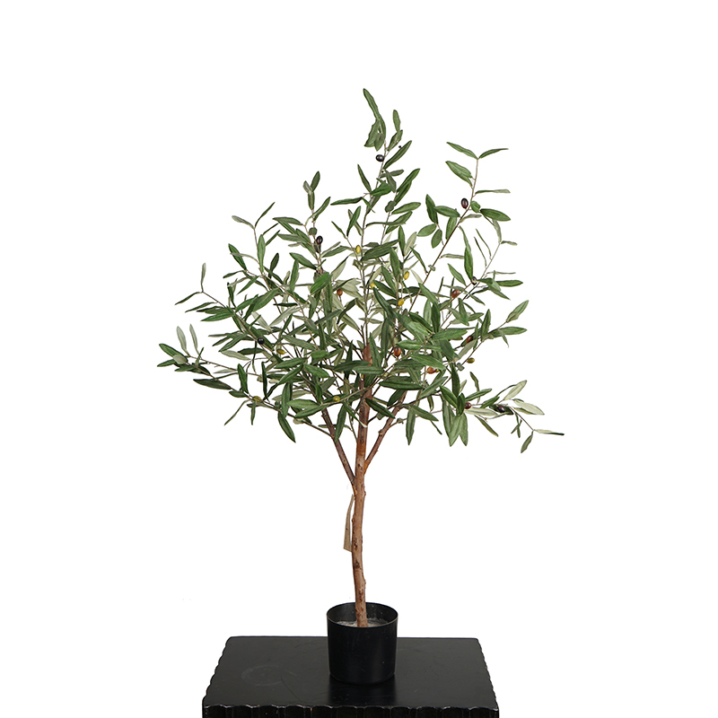 Olive Trees (Natural Trunks),Olive Trees (Natural Trunks)