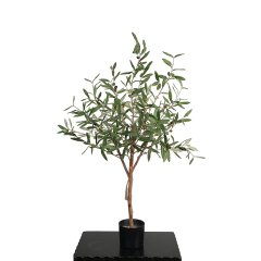 Olive Trees (Natural Trunks),Olive Trees (Natural Trunks)