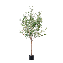 Olive Trees (Natural Trunks),Olive Trees (Natural Trunks)