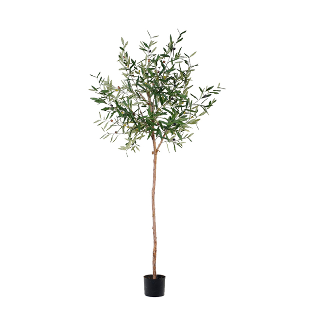 120CM 145CM 180CM 210CM Olive Trees (Natural Trunks),120CM 145CM 180CM 210CM Olive Trees (Natural Trunks)