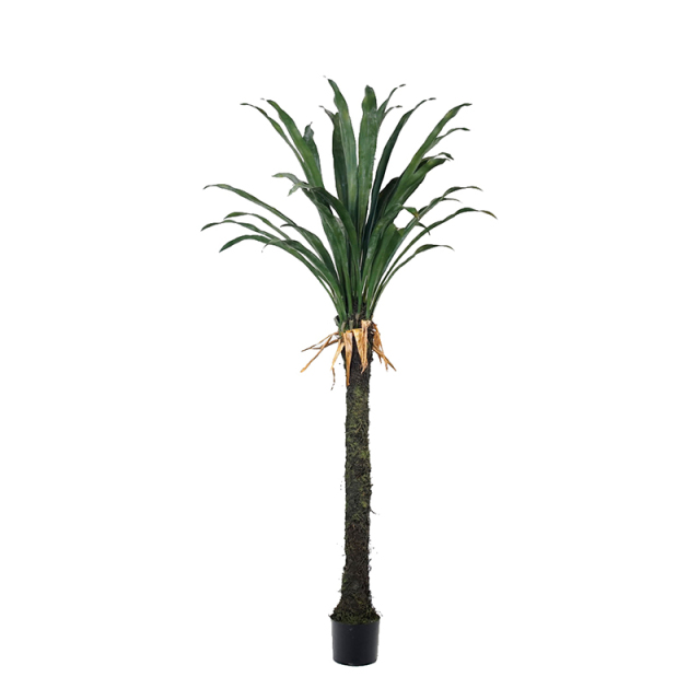 Large Yucca Trees,Large Yucca Trees