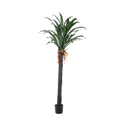 Large Yucca Trees,Large Yucca Trees