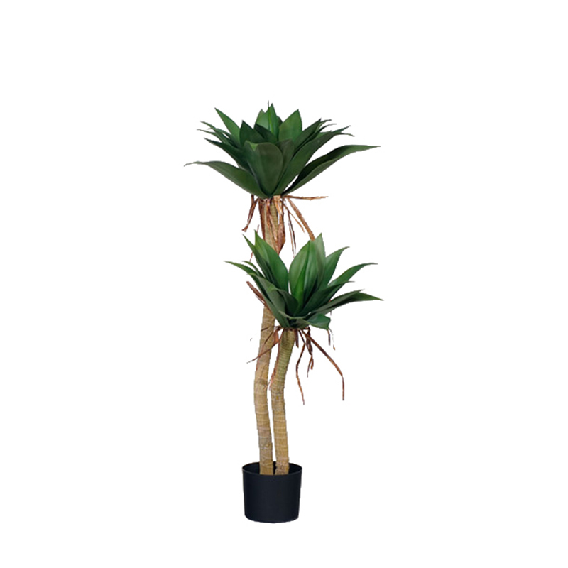Agave Plants,Agave Plants