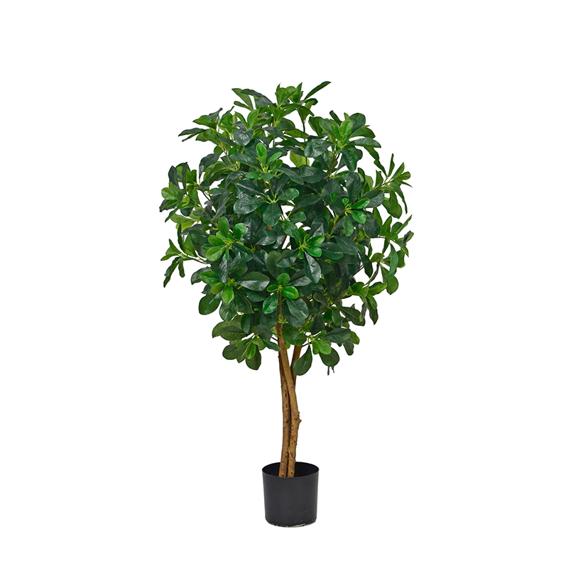 Polyscia Trees (Natural Trunks),Polyscia Trees (Natural Trunks)