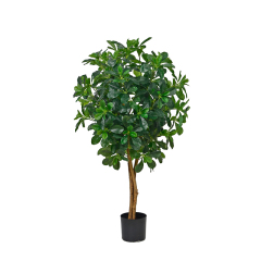 Polyscia Trees (Natural Trunks),Polyscia Trees (Natural Trunks)