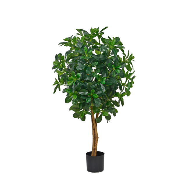 Polyscia Trees (Natural Trunks),Polyscia Trees (Natural Trunks)