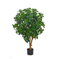 Polyscia Trees (Natural Trunks),Polyscia Trees (Natural Trunks)