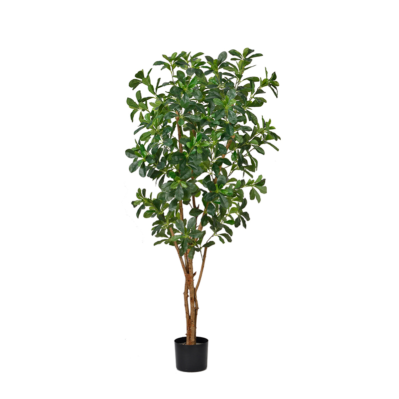 Polyscia Trees (Natural Trunks),Polyscia Trees (Natural Trunks)