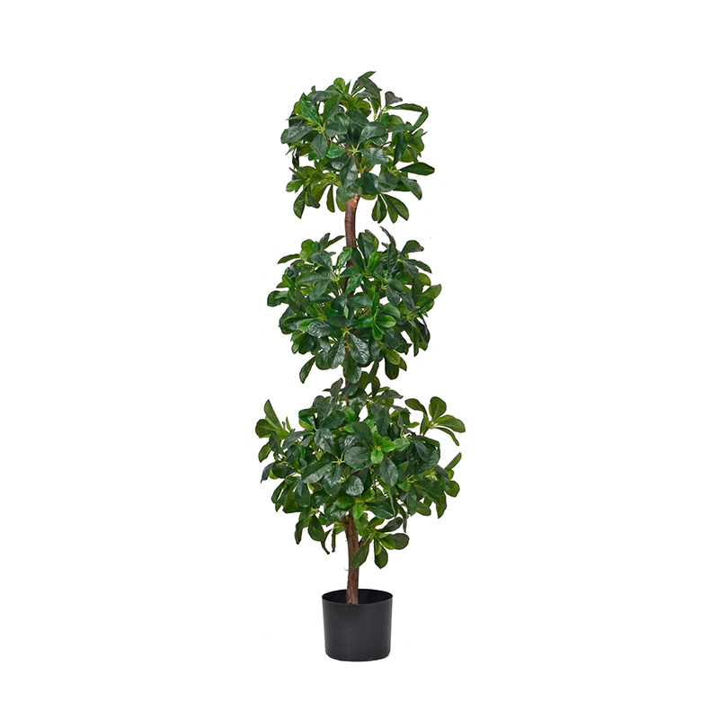 Polyscia Trees with Natural Trunks,Polyscia Trees with Natural Trunks