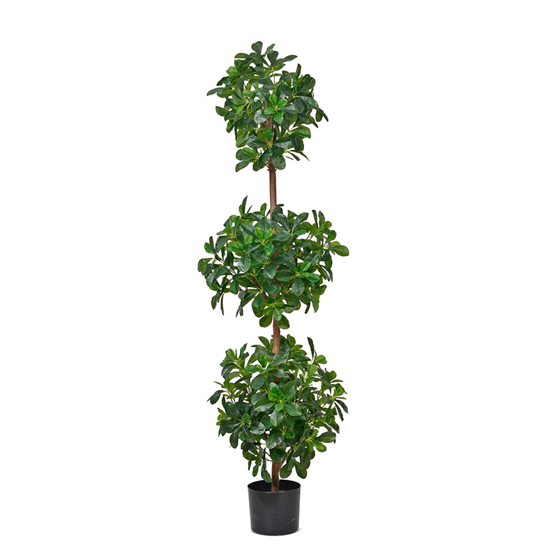 Polyscia Trees with Natural Trunks,Polyscia Trees with Natural Trunks