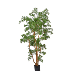 180CM Polyscia Fruticosa Tree (Natural Trunks),180CM Polyscia Fruticosa Tree (Natural Trunks)