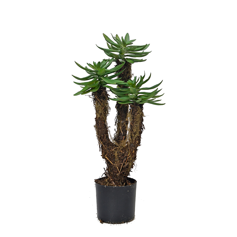 Succulent Plants,Succulent Plants