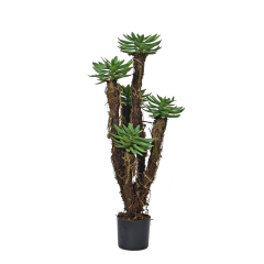 Succulent Plants,Succulent Plants