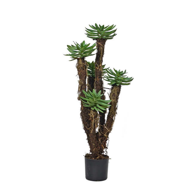 Succulent Plants,Succulent Plants