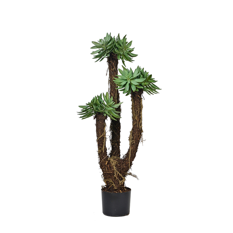 Succulent Plants,Succulent Plants
