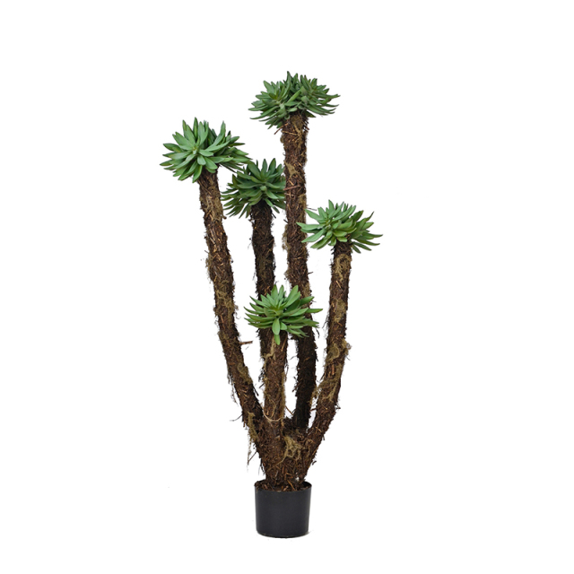 Succulent Plants,Succulent Plants