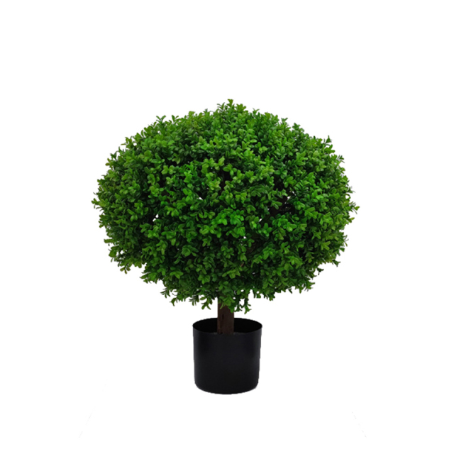 60CM 65CM Aglaia Odorata Tree (Natural Trunks),60CM 65CM Aglaia Odorata Tree (Natural Trunks)