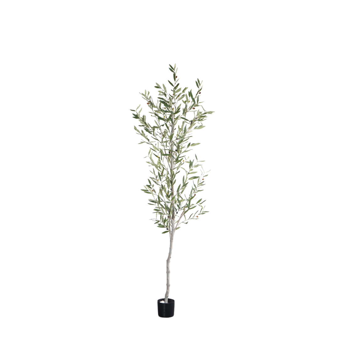 OLIVE TREE with NATURAL TRUNKS,OLIVE TREE with NATURAL TRUNKS