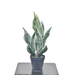47CM Small Potted Snake Plants,47CM Small Potted Snake Plants